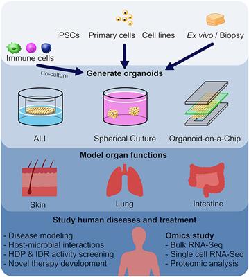 Utilizing Organoid and Air-Liquid Interface Models as a Screening Method in the Development of New Host Defense Peptides